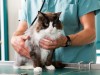 Anesthesia and Your Cat