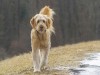 Protect Your Dog in Autumn Weather