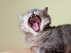 Dr. Ernie's Top 10 Cat Dental Questions