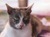 Depigmentation Disorders in Cats: Changing Skin Color