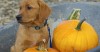 Dog with pumpkins in a wheelbarrow