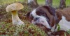 Dog laying next to a mushroom