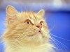 Feline deafness