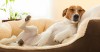 Flatulence: Why Does My Dog Smell?