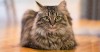 The Maine Coon Cat