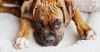 Adorable brindle Boxer