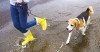 Outdoor Puddles are More Dangerous Than They Appear