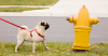 Pollakiuria: Why is My Dog Urinating more Often?