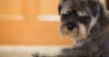 Sick Sinus Syndrome (SSS) in Dogs