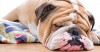 Skin Fold Pyodermas: What are Those Bulldog Wrinkles Hiding?