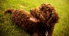 The Irish Water Spaniel