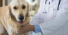 What is a Biopsy and When Might Your Dog Need it?