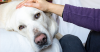 What to Expect from Your Senior Dog’s Checkup