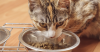 What You Need to Know about Feeding Kittens