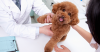 What’s The Difference between Preventive Care Plans and Pet Insurance?