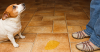 Why Is My Dog Suddenly Peeing on the Floor?