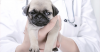 Your New Puppy Checkup