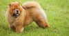 Chow Chow
