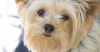 Protein-Losing Enteropathy (PLE) in Dogs