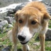 Dog limping