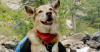 Rocky Mountain Spotted Fever (RMSF) in Dogs