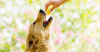 Safe Treats: Can my Dog have "People" Food?