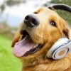 Protecting Your Dog from Loud and Scary Sounds