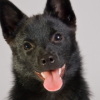 Schipperke