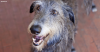 The Scottish Deerhound