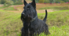 Scottish Terrier