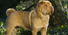 Shar-Pei