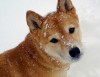 Dogs, Breeds, Shiba Inu
