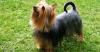 Silky Terrier