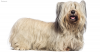 Skye Terrier