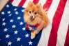 small dog on american flag