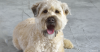 Soft Coated Wheaten Terrier