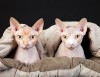 sphynx kittens