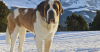 Saint Bernard 