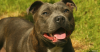 Staffordshire Bull Terrier