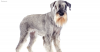 Standard Schnauzers