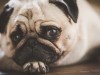 Sudden Acquired Retinal Degeneration Syndrome (SARDS) in Dogs