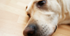 The Sugar-free Substance Xylitol is Poison for Dogs.