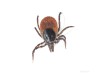 Summer Tips for Protecting Your Dog from Lyme Disease