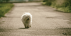Summertime Trauma: The Hit-By-Car (HBC) Dog