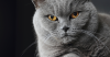 Surgery for Mouth Cancer in a Cat