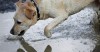 Surviving Leptospirosis: What You Need to Know to Protect Your Dog