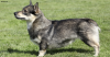 The Swedish Vallhund
