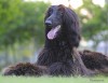 Afghan Hounds