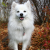 American Eskimo Dog