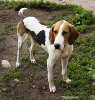 American Foxhounds